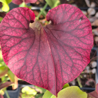 Sarracenia flava var. atropurpurea <br>YELLOW PITCHER PLANT