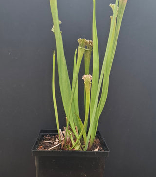 Sarracenia leucophylla x OP <br>PITCHER PLANT