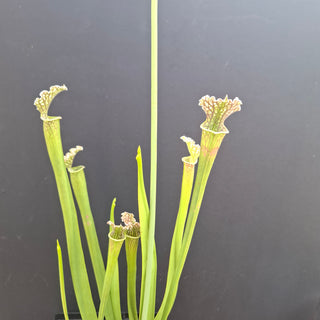 Sarracenia leucophylla x OP <br>PITCHER PLANT