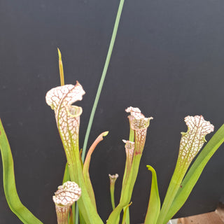 Sarracenia leucophylla x OP <br>PITCHER PLANT