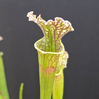 Sarracenia leucophylla x OP <br>PITCHER PLANT