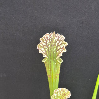 Sarracenia leucophylla x OP <br>PITCHER PLANT