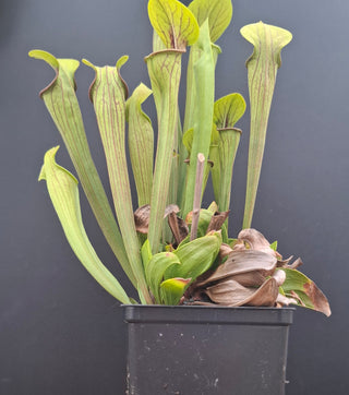 Sarracenia oreophila <br>HARDY GREEN PITCHER PLANT