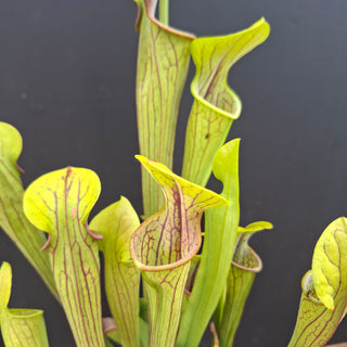 Sarracenia oreophila <br>HARDY GREEN PITCHER PLANT