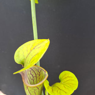 Sarracenia oreophila <br>HARDY GREEN PITCHER PLANT