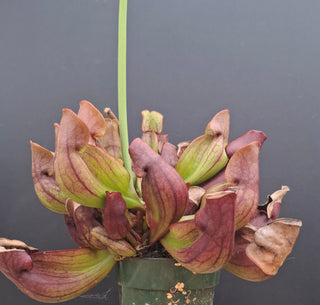 Sarracenia purpurea <br>HARDY NORTHERN PURPLE PITCHER PLANT