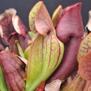 Sarracenia purpurea <br>HARDY NORTHERN PURPLE PITCHER PLANT