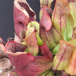 Sarracenia purpurea <br>HARDY NORTHERN PURPLE PITCHER PLANT
