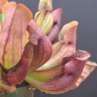 Sarracenia purpurea <br>HARDY NORTHERN PURPLE PITCHER PLANT