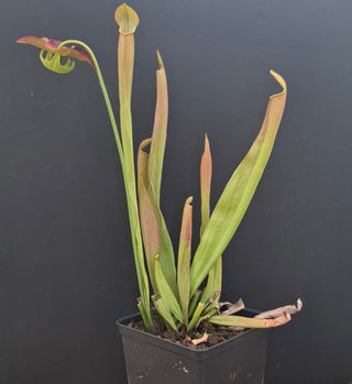 Sarracenia rubra ssp. gulfensis <br>SWEET PITCHER PLANT
