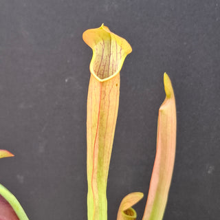 Sarracenia rubra ssp. gulfensis <br>SWEET PITCHER PLANT