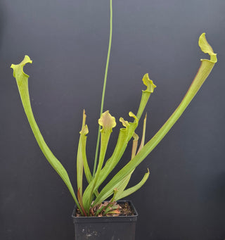 Sarracenia rubra ssp. wherryi <br>SWEET PITCHER PLANT