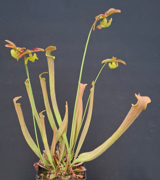 Sarracenia rubra ssp. wherryi <br>SWEET PITCHER PLANT
