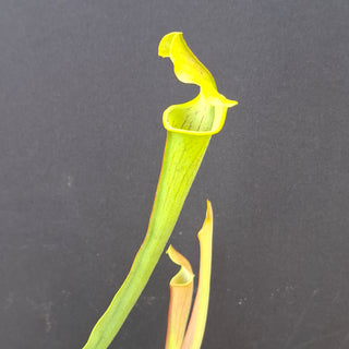 Sarracenia rubra ssp. wherryi <br>SWEET PITCHER PLANT