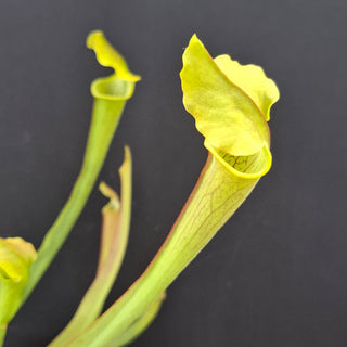 Sarracenia rubra ssp. wherryi <br>SWEET PITCHER PLANT