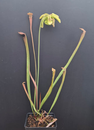 Sarracenia alata atrorubra <br>PITCHER PLANT YELLOW x OP