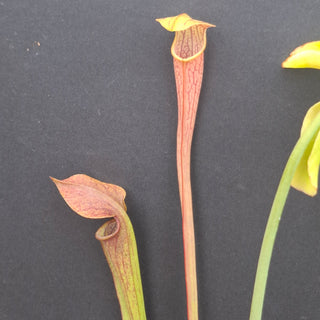 Sarracenia alata atrorubra <br>PITCHER PLANT YELLOW x OP