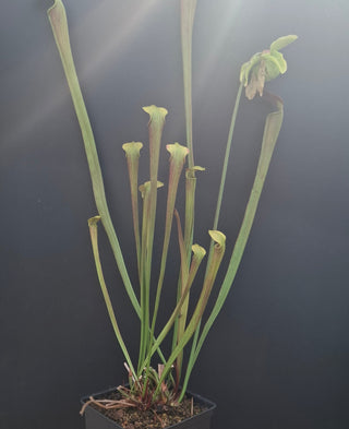 Sarracenia alata var ornata <br>PITCHER PLANT YELLOW x OP