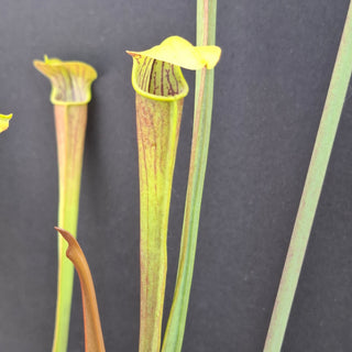 Sarracenia alata var ornata <br>PITCHER PLANT YELLOW x OP