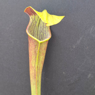 Sarracenia alata var ornata <br>PITCHER PLANT YELLOW x OP