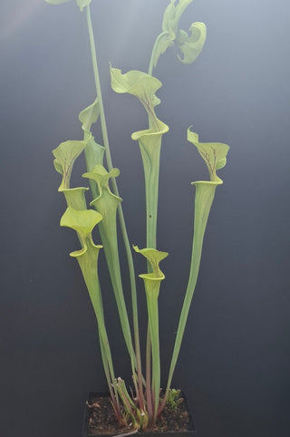 Sarracenia flava var. flava <br>YELLOW PITCHER PLANT