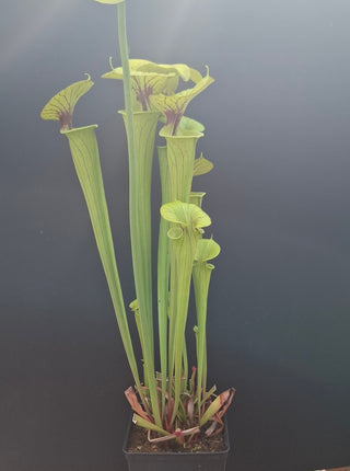 Sarracenia flava var. flava <br>YELLOW PITCHER PLANT