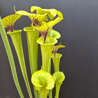 Sarracenia flava var. flava <br>YELLOW PITCHER PLANT