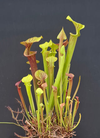 Sarracenia flava var. rubricorpora <br>YELLOW PITCHER PLANT