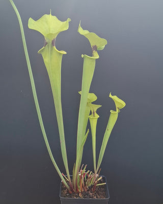 Sarracenia flava var. rugellii <br>YELLOW PITCHER PLANT