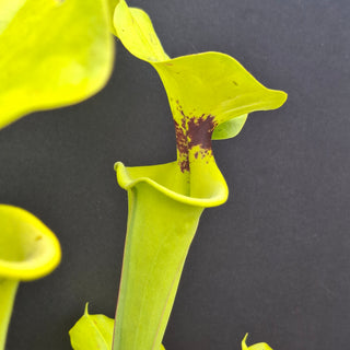 Sarracenia flava var. rugellii <br>YELLOW PITCHER PLANT