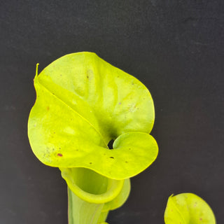 Sarracenia flava var. rugellii <br>YELLOW PITCHER PLANT