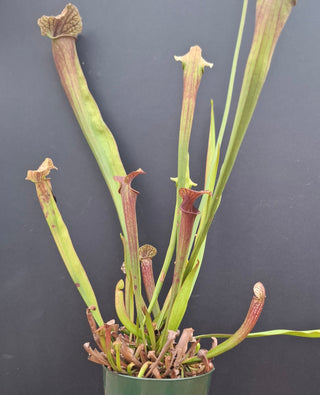Sarracenia <br>(KERMIT X OP) X OP