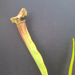 Sarracenia <br>(KERMIT X OP) X OP