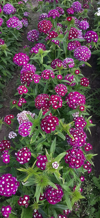 Dianthus barbatus <br>HOLLANDIA PURPLE CROWN SWEET WILLIAM