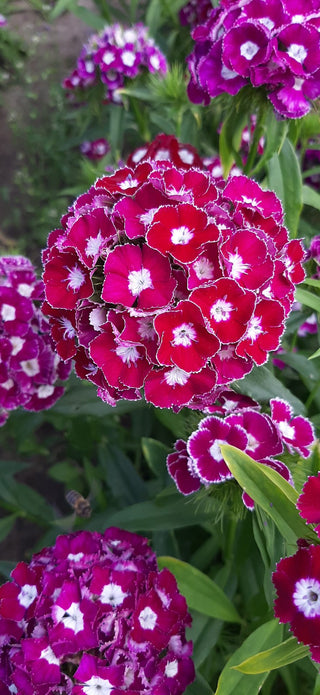 Dianthus barbatus <br>HOLLANDIA PURPLE CROWN SWEET WILLIAM