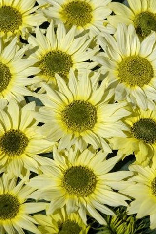 Helianthus debilis <br>SUNFLOWER 'GREEN HEART'