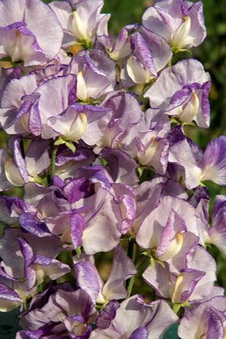 Lathyrus odoratus <br>SWEET PEA 'NIMBUS'