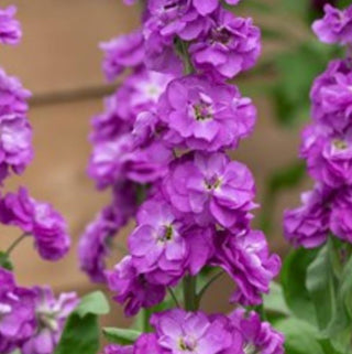 Matthiola incana <br>STOCKS 'KATZ LAVENDER BLUE'