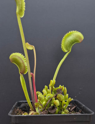Dionaea muscipula <br>VENUS FLYTRAP 'SL024' x OP