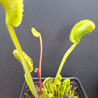 Dionaea muscipula <br>VENUS FLYTRAP 'SL024' x OP