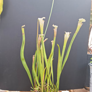 Sarracenia leucophylla x OP <br>PITCHER PLANT