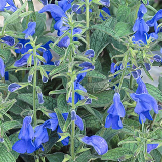 Salvia patens <br>GENTIAN SAGE DEEP BLUE