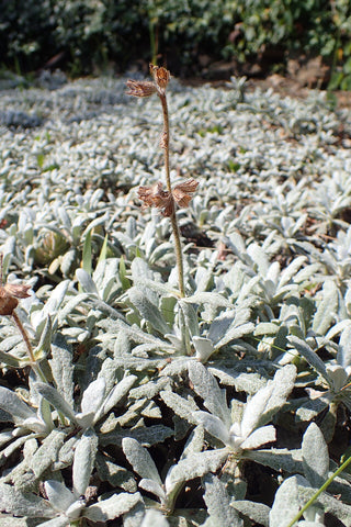 Salvia canescens var daghestanica <br>HOARY SAGE