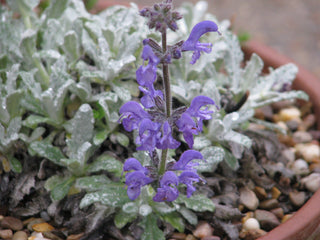 Salvia cyanescens <br>BLUE TURKISH SAGE