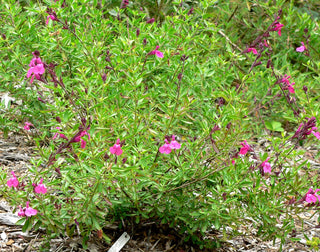 Salvia greggii <br>AUTUMN SAGE