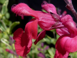 Salvia greggii <br>AUTUMN SAGE