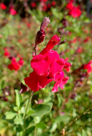 Salvia greggii <br>AUTUMN SAGE