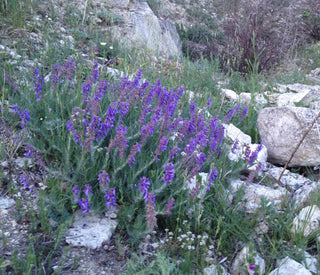 Salvia jurisicii <br>SOFT BLUE JURISIC SAGE, FEATHERED CUTT LEAVED SAGE