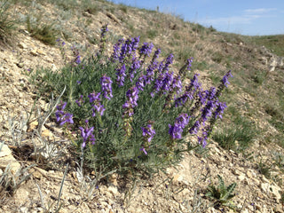 Salvia jurisicii <br>SOFT BLUE JURISIC SAGE, FEATHERED CUTT LEAVED SAGE