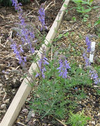 Salvia jurisicii <br>LILAC JURISIC SAGE, FEATHERED CUTT LEAVED SAGE